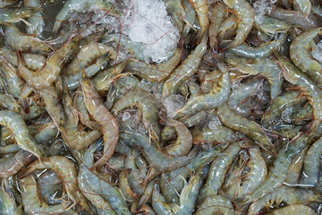 raw shrimp piles by frozen fresh or prawns on ice trays in the market or supermarket for seafood and food sale in the department store on top view