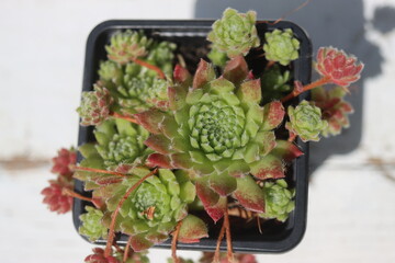 Sempervivum x funckii rojnik Funcka © Perovskia