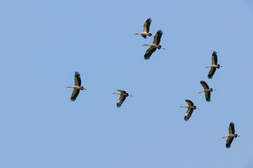 Birds are flying in the sky