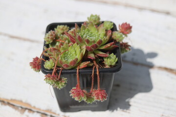 Sempervivum x funckii rojnik Funcka