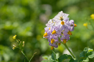 Fototapeta premium Blooming potatoes in a field in summer
