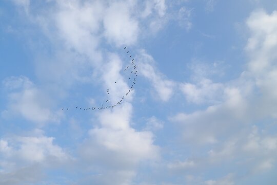 Flock of Birds in Sky