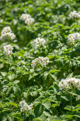 Blooming potatoes in a field in summer