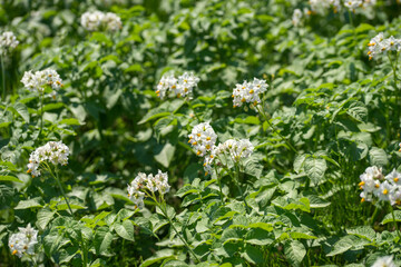 Blooming potatoes in a field in summer
