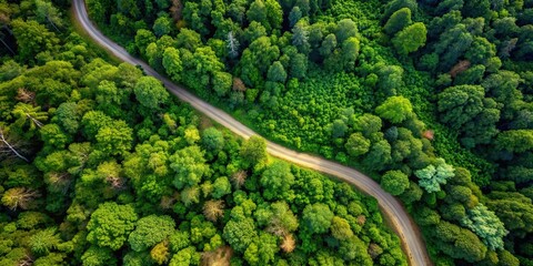 Aerial view of a dirt road winding through lush forest scenery, dirt road, aerial view, forest, trees, nature, landscape