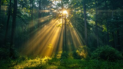 Sunbeams piercing through tall forest trees, illuminating the lush greenery and creating a serene woodland atmosphere.