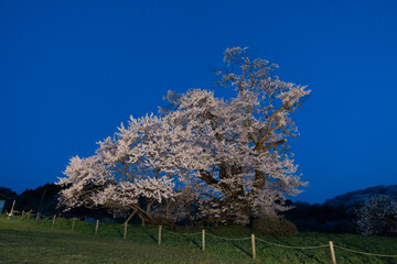 塩ノ崎の桜のライトアップ