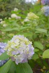 日本、神奈川県、八景島の6月

