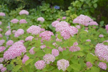 日本、神奈川県、八景島の6月
