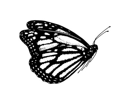 recommend clip art: Butterfly Monarch. Vector Hand drawn illustration. Black and white graphic clip art on isolated background. Drawing of an insect sitting with folded wings. Sketch for coloring books and cards