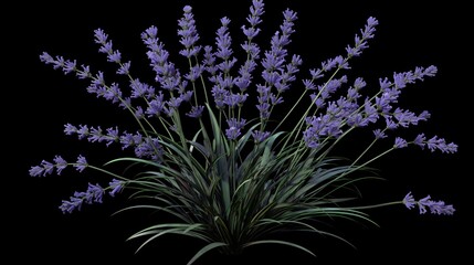 An lavender bush with slender green stems and clusters of purple flowers, isolated on a black background. Anime foliage, anime background