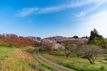 紅屋峠 千本桜森林公園の桜