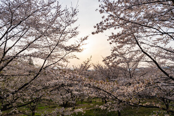 紅屋峠 千本桜森林公園の桜