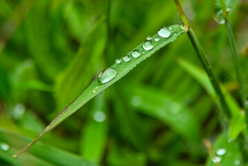 Close-up of a green leaf with fresh water droplets, showcasing natural beauty and environmental freshness.