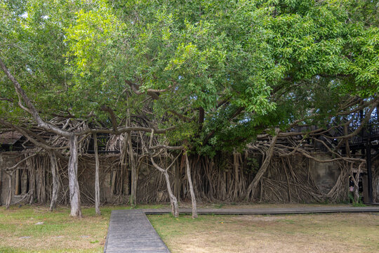 brick wall and stone window with roots growing out of it at Anping Tree House in Tainan, Taiwan