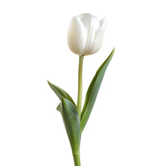 A close-up image of a single white tulip flower with green leaves, isolated against a white background. Perfect for spring-themed projects.