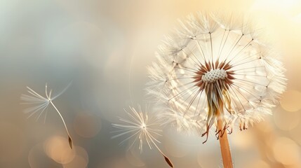 Condolence grieving card loss funerals support. Beautiful elegant dandelion on a neutral background for sending words of support and comfort.