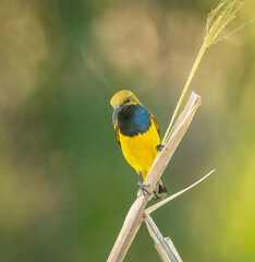 Olive backed sunbird (Nectarina Jugularis) perching on a reed.