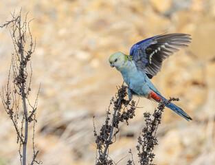  pale-headed rosella (Platycercus adscitus )wings up ready to fly.