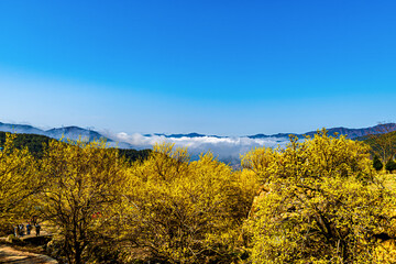 A village landscape covered with yellow Cornus officinalis flowers.