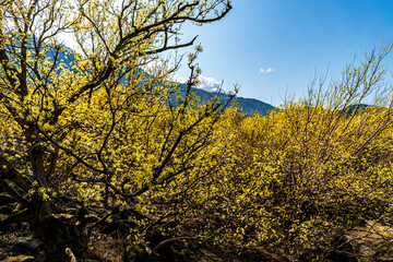 A village landscape covered with yellow Cornus officinalis flowers.