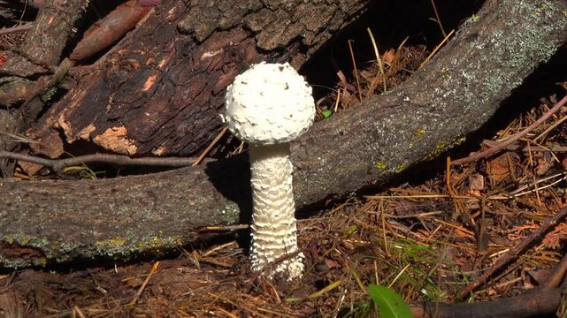 Amanita vittadinii - shaggy porcini mushroom grown in the forest floor under a tree