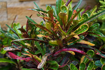 Obraz premium close up of plant