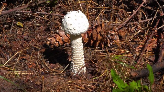 Amanita vittadinii - shaggy porcini mushroom grown in the forest floor under a tree