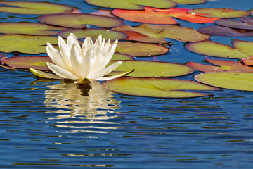 White water lily flower blossom in pond with green lily pads close up.