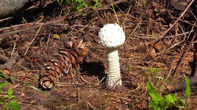 Amanita vittadinii - shaggy porcini mushroom grown in the forest floor under a tree