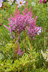 Pink astilbe flowers bloom in the garden