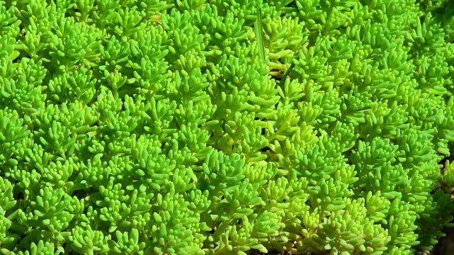 Sedum album - ground cover decorative succulent plant on a stone hill