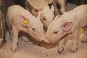 Small newborn piglets on a farm in Denmark. © Виктор Осипенко