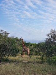  Kruger National Park. South Africa Provinces of Limpopo, Mpumalanga. Giraffe in the wild. High quality photo