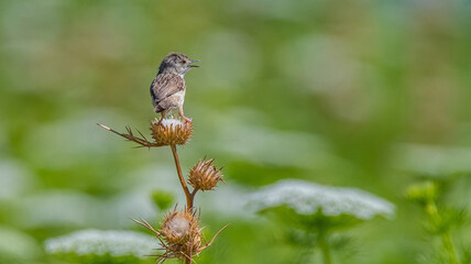 Delicate prinia (Prinia lepida) is a songbird living in the Southeastern region of Turkey.