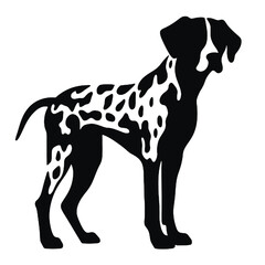 Dalmatian dog isolated on white