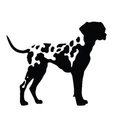 Dalmatian dog isolated on white