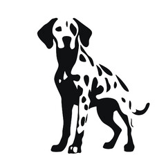 dalmatian dog isolated on white