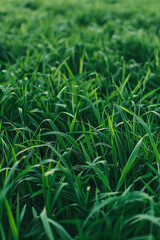 Obraz premium Close-up of lush green grass, capturing the essence of freshness and natural beauty, ideal for eco-friendly themes.