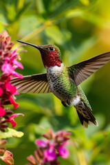 Fototapeta premium Hummingbird hovering near a flower, highlighting the grace and agility of this tiny bird.