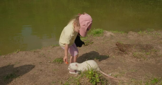 A child feeds a white nutria near a pond in summer. A cute white nutria stands on its hind legs asking a child for food. Friendly nutria approaches the child without fear to get a piece of carrot.