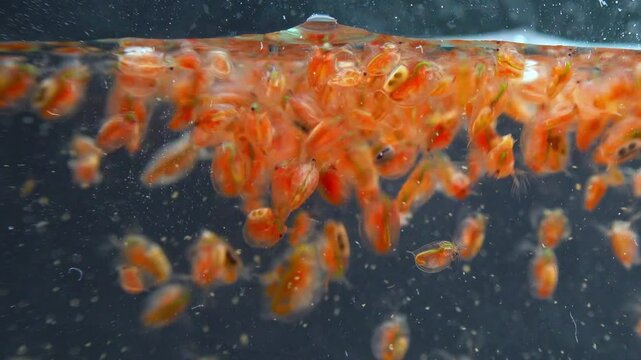 Daphnia magna, Crustacea, Cladocera - small planktonic freshwater crustaceans float in the water