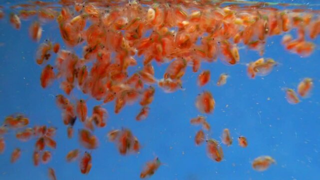 Daphnia magna, Crustacea, Cladocera - small planktonic freshwater crustaceans float in the water