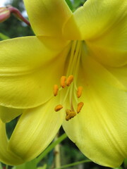 Zbliżenie na barwny kwiat lilii © Kumulugma