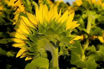 A close-up of a blooming sunflower. Ripened sunflower seeds. Background. Stock photo