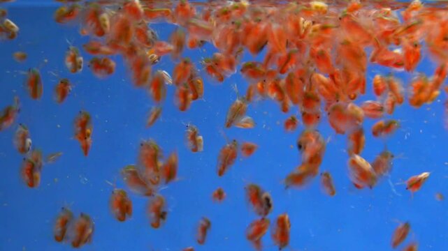 Daphnia magna, Crustacea, Cladocera - small planktonic freshwater crustaceans float in the water