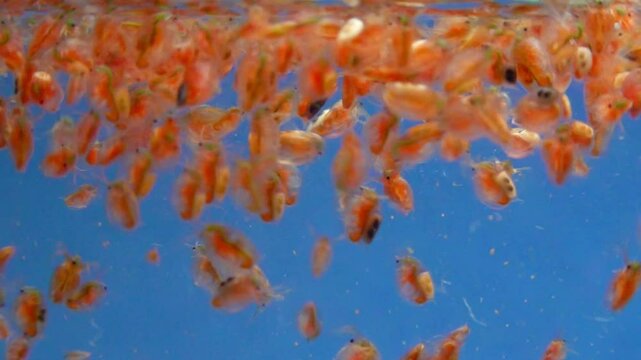 Daphnia magna, Crustacea, Cladocera - small planktonic freshwater crustaceans float in the water