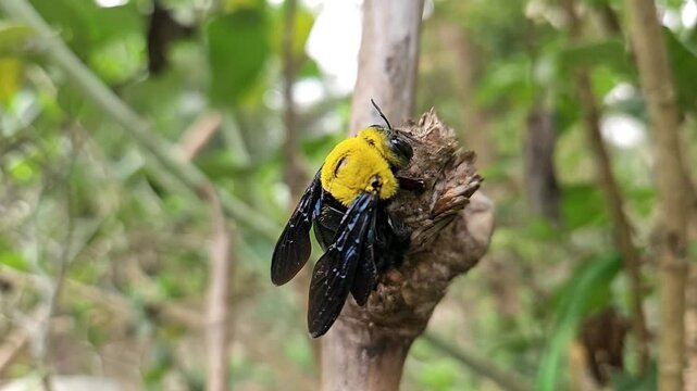 Bumble bee, carpenter bee on tree