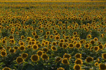 A field of ripe podsoukhs