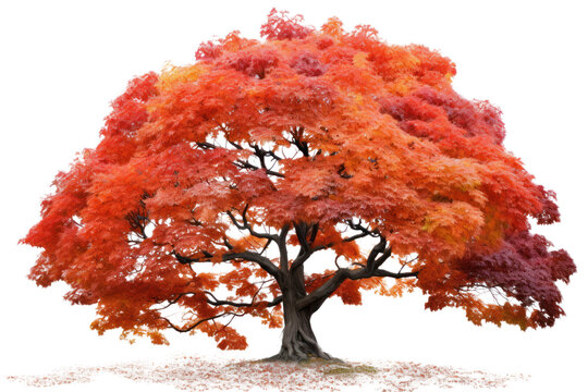 An autumnal maple tree ablaze with fiery hues of red, orange, and yellow, a breathtaking display of nature's artistry on white background